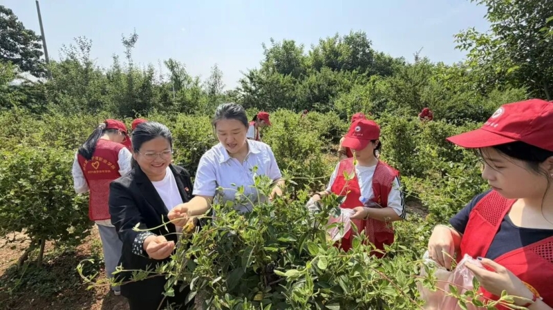 我校师生到新密中药材种植基地开展金银花采摘活动