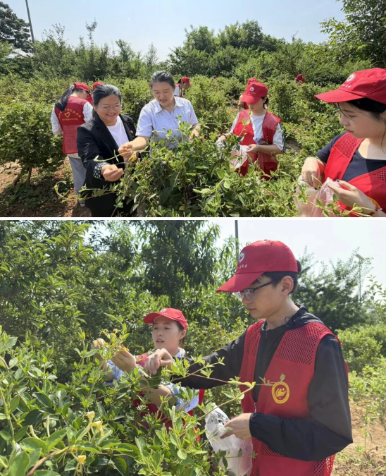 我校师生到新密中药材种植基地开展金银花采摘活动